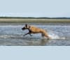 Wookie, a Belgian Malinois and German Shepherd Dog mix tested with EmbarkVet.com