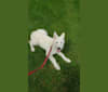 Vo a dog tested with EmbarkVet.com