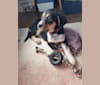 Swayze, a Labrador Retriever and German Shepherd Dog mix tested with EmbarkVet.com
