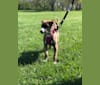 Harley, a Redbone Coonhound and Labrador Retriever mix tested with EmbarkVet.com