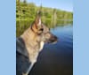 Balto, a German Shepherd Dog tested with EmbarkVet.com