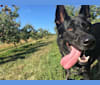 Marco, a German Shepherd Dog and Australian Cattle Dog mix tested with EmbarkVet.com
