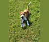 Mojo, a Labrador Retriever and American English Coonhound mix tested with EmbarkVet.com