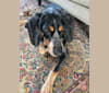 Elvis, a Bluetick Coonhound tested with EmbarkVet.com