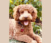 Charlie, a Goldendoodle tested with EmbarkVet.com