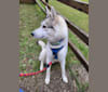 Roku, a Siberian Husky and German Shepherd Dog mix tested with EmbarkVet.com