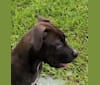 Photo of Doozie, an American Pit Bull Terrier, American Bulldog, Chow Chow, and American Staffordshire Terrier mix