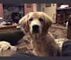 Tillie, a Newfoundland and Golden Retriever mix tested with EmbarkVet.com