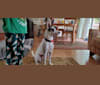Dakota, a Siberian Husky and Norwegian Elkhound mix tested with EmbarkVet.com