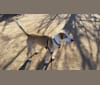Presto, a Russell-type Terrier and Labrador Retriever mix tested with EmbarkVet.com