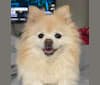 Dandelion Peaches Dreamsicle Cartier Myers, a Pomeranian tested with EmbarkVet.com