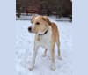 Tundra, an American Pit Bull Terrier and Saint Bernard mix tested with EmbarkVet.com