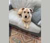 Photo of Cooper, a Chow Chow, German Shepherd Dog, Labrador Retriever, American Staffordshire Terrier, and Mixed mix in North Dakota, USA