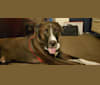 Sherlock, an Anatolian Shepherd Dog and American Pit Bull Terrier mix tested with EmbarkVet.com