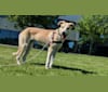 Khaleese "Kali", a German Shepherd Dog and Boxer mix tested with EmbarkVet.com