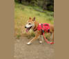 Taka, a Shiba Inu tested with EmbarkVet.com