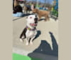 Opal, an American Bully and American Pit Bull Terrier mix tested with EmbarkVet.com