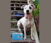 Zeus, an American Pit Bull Terrier and Australian Cattle Dog mix tested with EmbarkVet.com