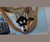 Adok, a Siberian Husky tested with EmbarkVet.com