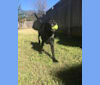 Peanut, a Labrador Retriever and American Pit Bull Terrier mix tested with EmbarkVet.com