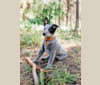 Ranger, an Australian Cattle Dog tested with EmbarkVet.com