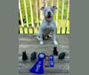 Photo of Mason, an American Pit Bull Terrier and American Staffordshire Terrier mix in Winchester, VA, USA