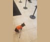 George Hamilton, a Chihuahua and Pomeranian mix tested with EmbarkVet.com