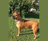 Emporia, an American Pit Bull Terrier and Rottweiler mix tested with EmbarkVet.com