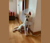 DUO DUO, a Hong Kong Village Dog tested with EmbarkVet.com