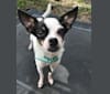 Layla, a Chihuahua tested with EmbarkVet.com