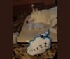 Skylar, a Siberian Husky and Staffordshire Terrier mix tested with EmbarkVet.com