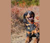 Atticus, a Bluetick Coonhound tested with EmbarkVet.com