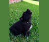 Xenan Stark Barbossa Mars a dog tested with EmbarkVet.com