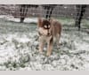 Gambit, a Siberian Husky and Australian Shepherd mix tested with EmbarkVet.com