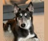 Photo of SHELLEY, a Pomsky  in Richmond, IN, USA