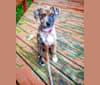 Wren, a Catahoula Leopard Dog and Rottweiler mix tested with EmbarkVet.com