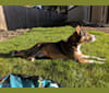 Photo of Titan, an American Pit Bull Terrier, Australian Cattle Dog, German Shepherd Dog, and Mixed mix in Beaverton, Oregon, USA
