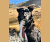 Jasper, an European Village Dog and Collie mix tested with EmbarkVet.com