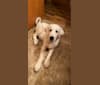 Photo of Keebler, a Great Pyrenees and Sarplaninac mix in Oklahoma, USA