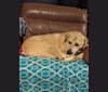 Photo of Bonzo, an Anatolian Shepherd Dog, American Bully, and American Pit Bull Terrier mix in Oklahoma, USA