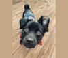 Gio, a Pug and Rat Terrier mix tested with EmbarkVet.com