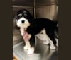 Drake, a Bernese Mountain Dog and Poodle (Small) mix tested with EmbarkVet.com
