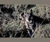 Riley, a German Shepherd Dog and Siberian Husky mix tested with EmbarkVet.com