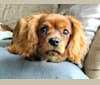 Rosie, a Cavalier King Charles Spaniel tested with EmbarkVet.com