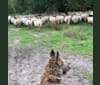 Aagje van ‘t Huis te Velde, a Belgian Shepherd tested with EmbarkVet.com