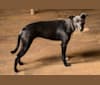 Photo of Jellybean, a Whippet, Border Collie, and Border Terrier mix in Pahrump, NV, USA