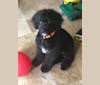 Photo of Jude, an Aussiedoodle  in Conroe, Texas, USA