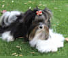 Jaxx, a Biewer Terrier tested with EmbarkVet.com