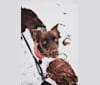 Kodiak, a Staffordshire Terrier and Labrador Retriever mix tested with EmbarkVet.com
