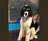 Franklin, a Poodle (Standard) tested with EmbarkVet.com